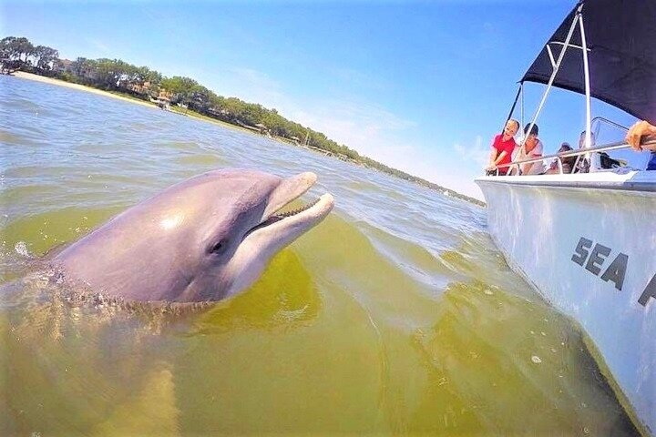 Hilton Head Dolphin Tour with Stop at Disappearing Island - Photo 1 of 12